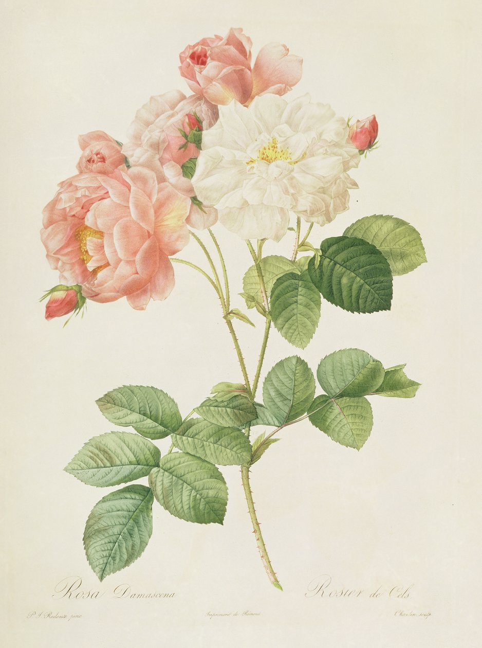 Rosa Damascena, z „Les Roses”, 1817 autorstwa Pierre Joseph Redouté