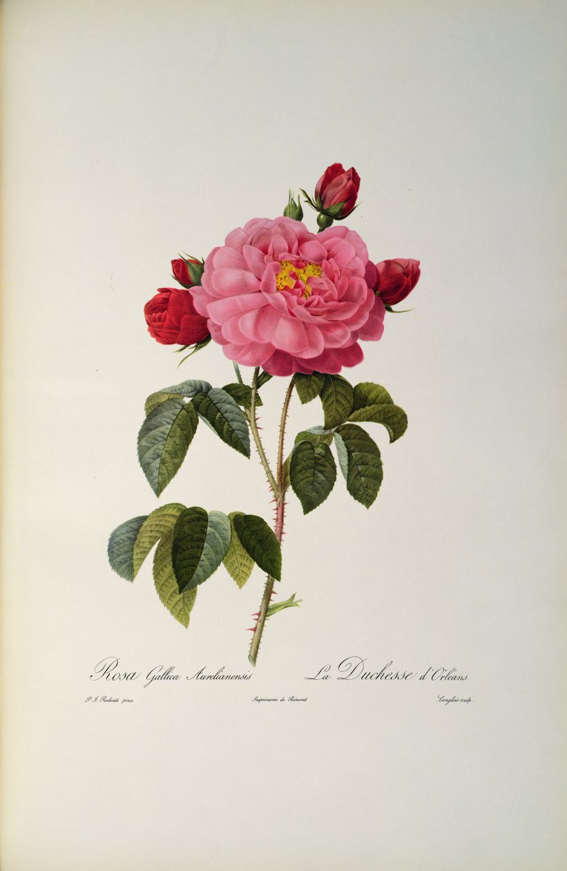 Rosa Gallica Aurelianensis lub księżna Orleanu z „Les Roses”, 1821 autorstwa Pierre Joseph Redouté