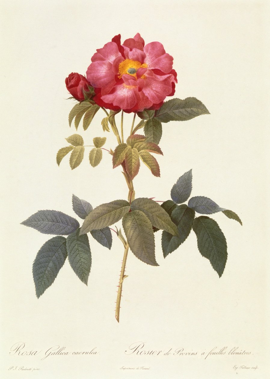 Rosa Gallica Caerulea autorstwa Pierre Joseph Redouté