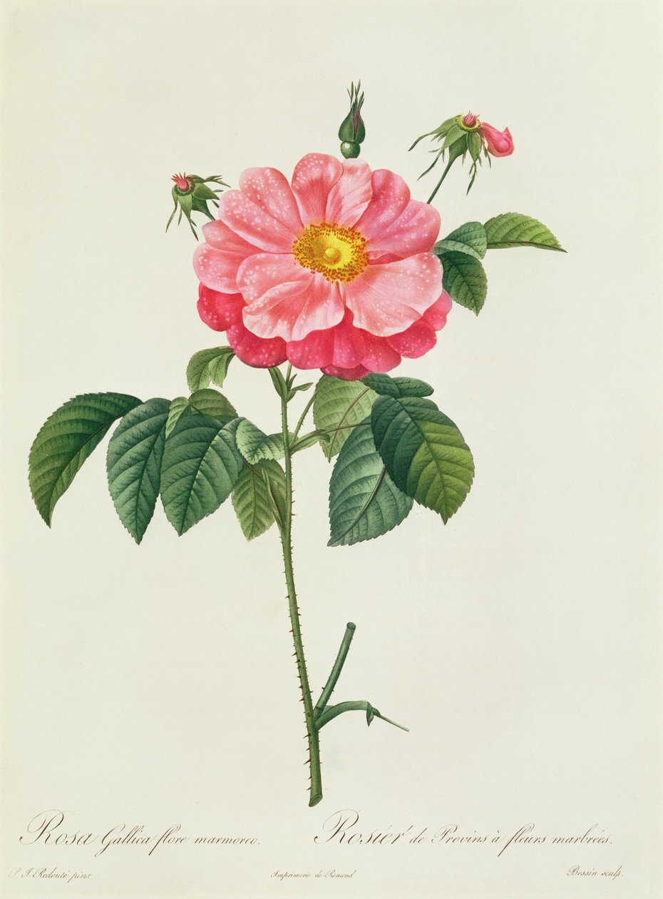 Rosa Gallica Flore Marmoreo autorstwa Pierre Joseph Redouté