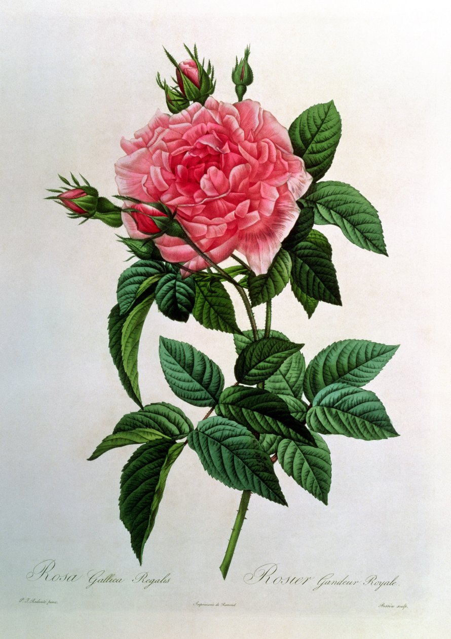 Rosa Gallica Regallis, z „Les Roses”, XIX w. autorstwa Pierre Joseph Redouté