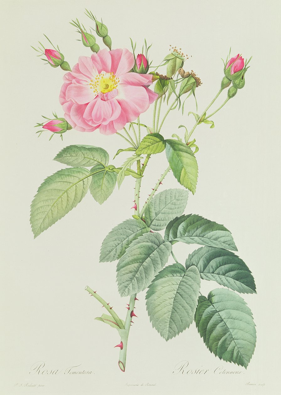 Róża Francuska Róża Flora autorstwa Pierre Joseph Redouté