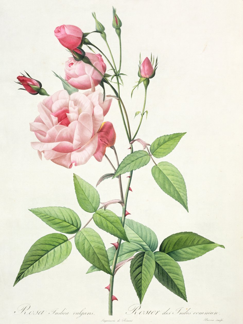 Rosa Indica Vulgaris, grawerowane przez Bessina, z „Les Roses”, tom II, 1821 (litografia kolorowa autorstwa Pierre Joseph Redouté