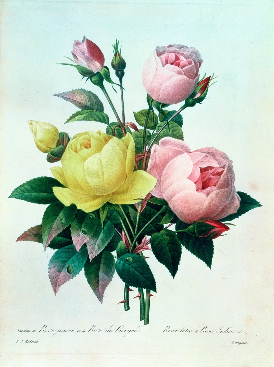 Rosa Lutea i Rosa Indica, z „Wyborów najpiękniejszych kwiatów”, 1827 autorstwa Pierre Joseph Redouté
