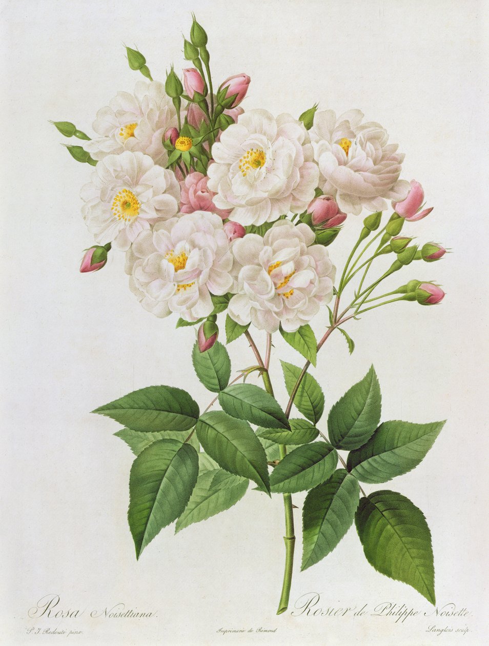 Rosa Noisettiana, z "Les Roses", XIX w. 9-kolorowa rycina) autorstwa Pierre Joseph Redouté