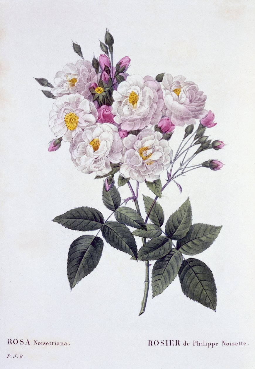 Rosa Noisettiana, opublikowana 1824-26 (grafika punktowana) autorstwa Pierre Joseph Redouté
