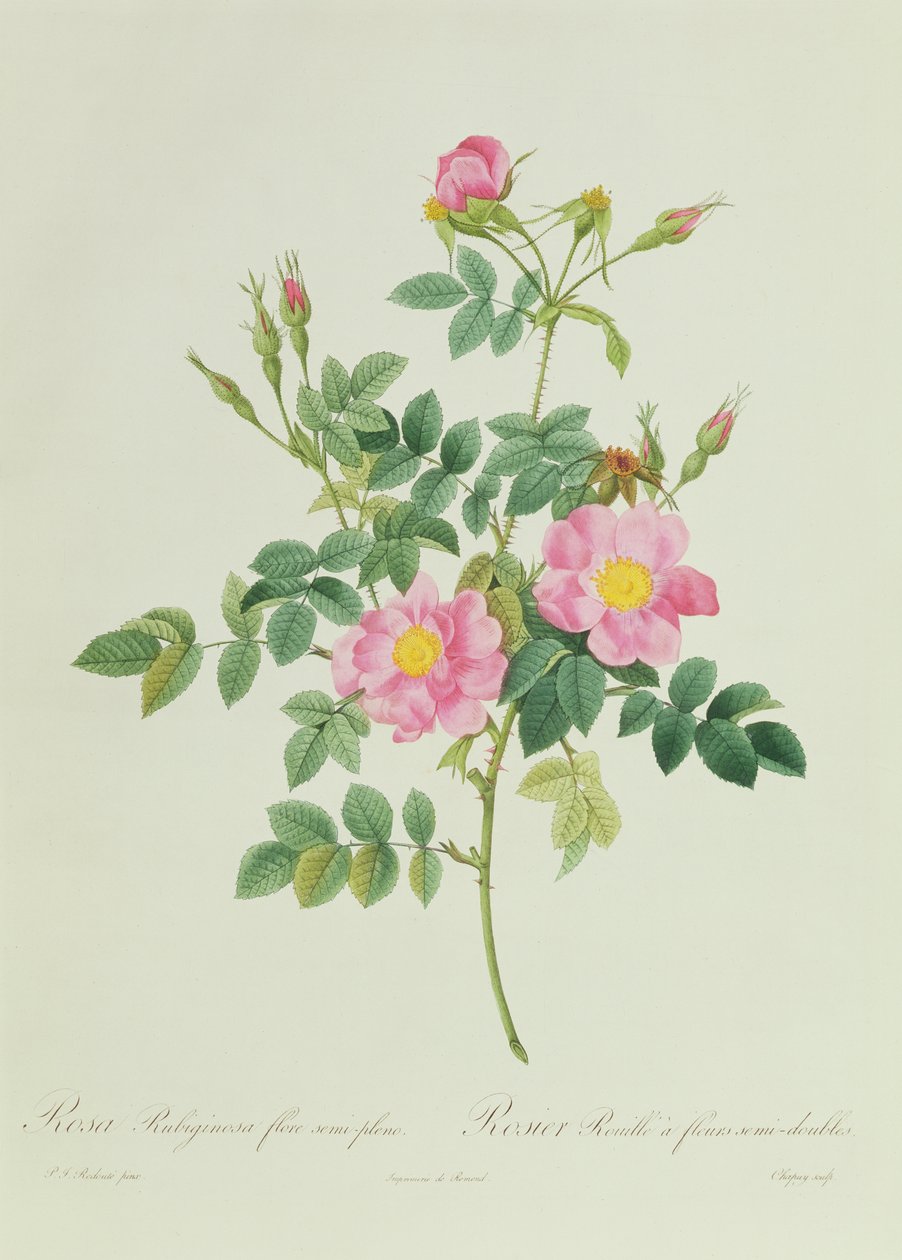 Rosa rubiginosa półpełny kwiat autorstwa Pierre Joseph Redouté
