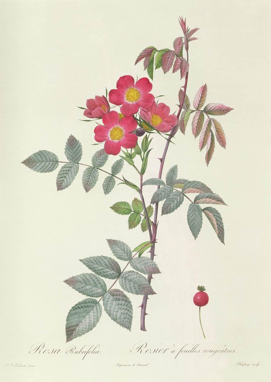 Róża Rubrifolia autorstwa Pierre Joseph Redouté
