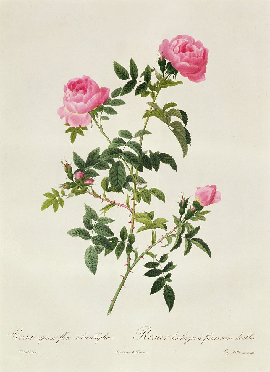Rosa Sepium Flore Submultiplici autorstwa Pierre Joseph Redouté