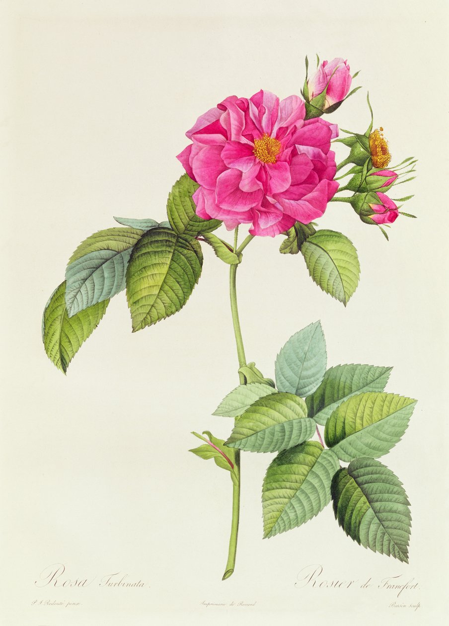 Turbina rosy autorstwa Pierre Joseph Redouté