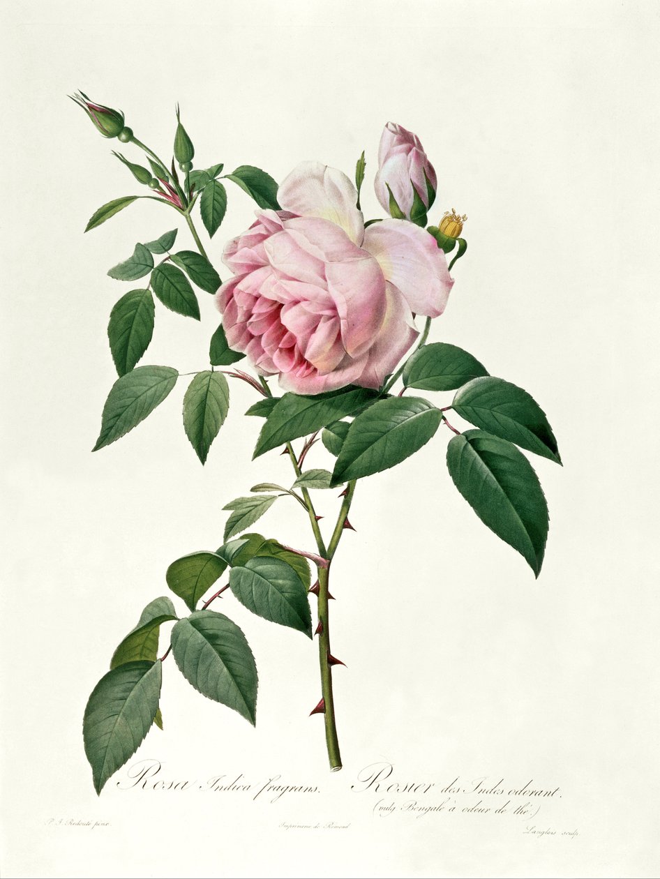 Rosa chinensis i Rosa gigantea, z "Les Roses", 1817 r. autorstwa Pierre Joseph Redouté