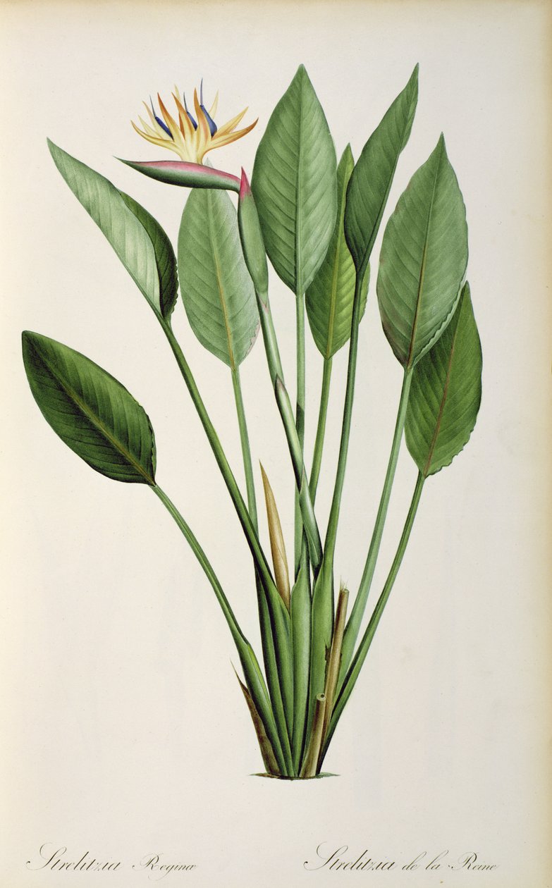Strelitzia Reginae, z 