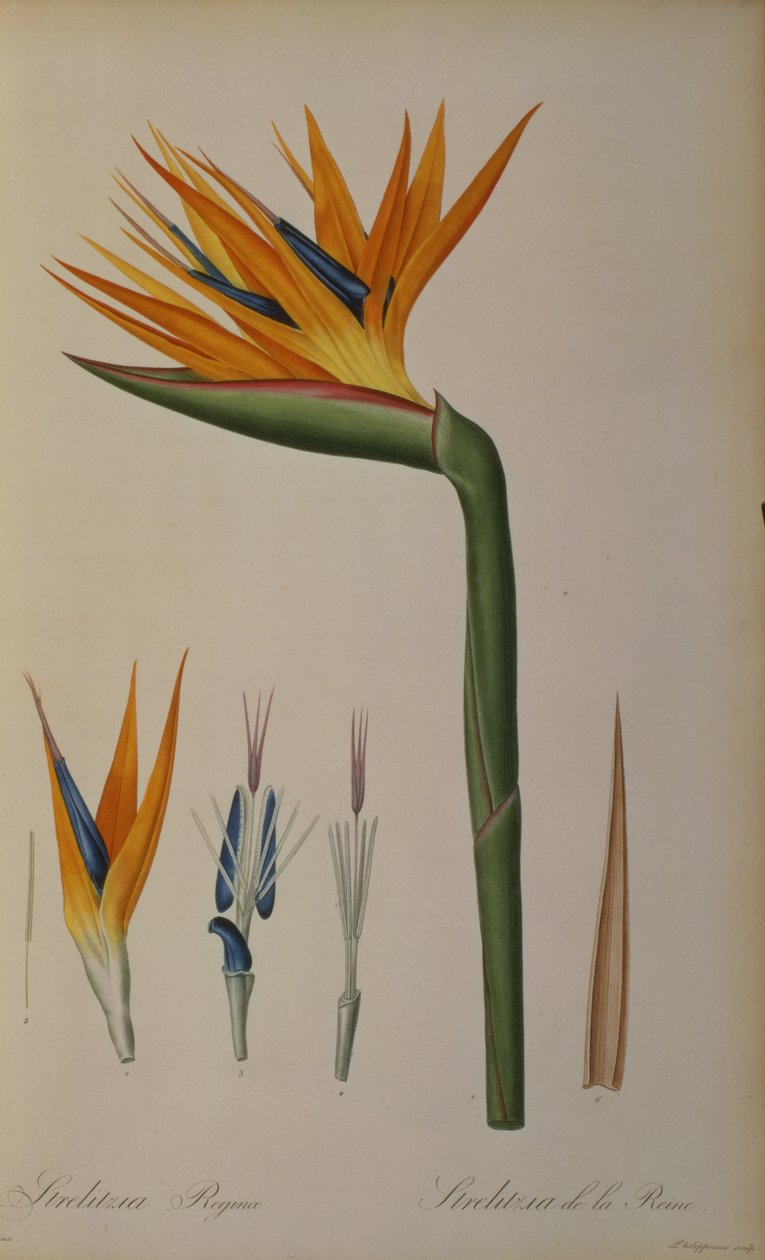 Strelitzia Reginae, z "Les Strelitziacees". autorstwa Pierre Joseph Redouté