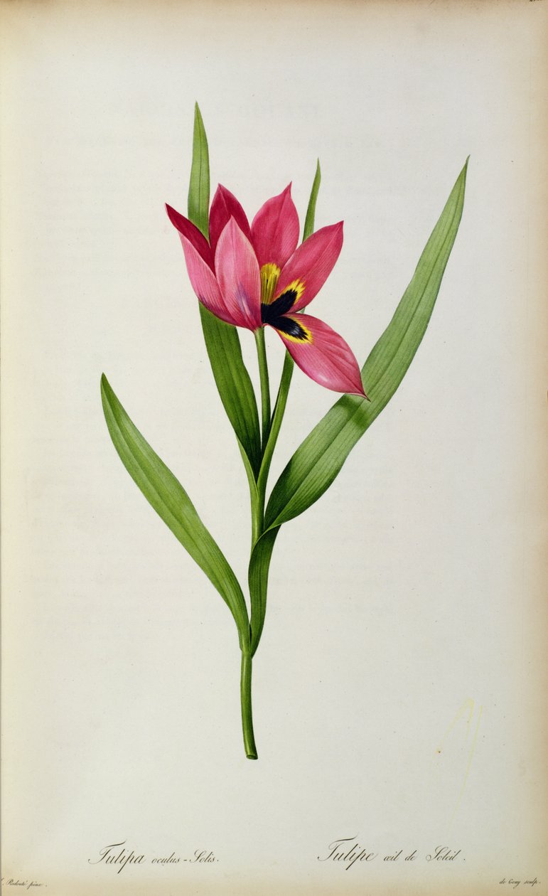 Tulipanowe oko słońca, z „Tulip des Jardins”, XIX w. autorstwa Pierre Joseph Redouté