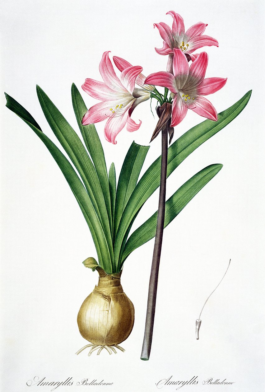 Amarylis Belladonna, z „Les Liliacees”, grawerowane przez de Gouy, 1802-16 autorstwa Pierre Joseph Redouté