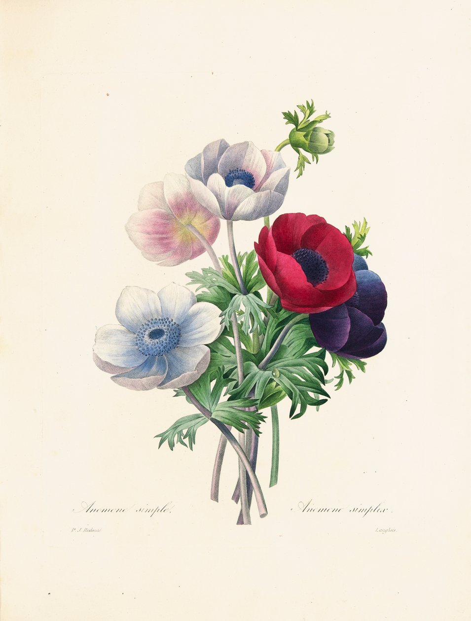 Anemone, grawerowane przez Langlois, z „Wybór najpiękniejszych kwiatów i najpiękniejszych owoców”, tom. II, 1827-33 autorstwa Pierre Joseph Redouté