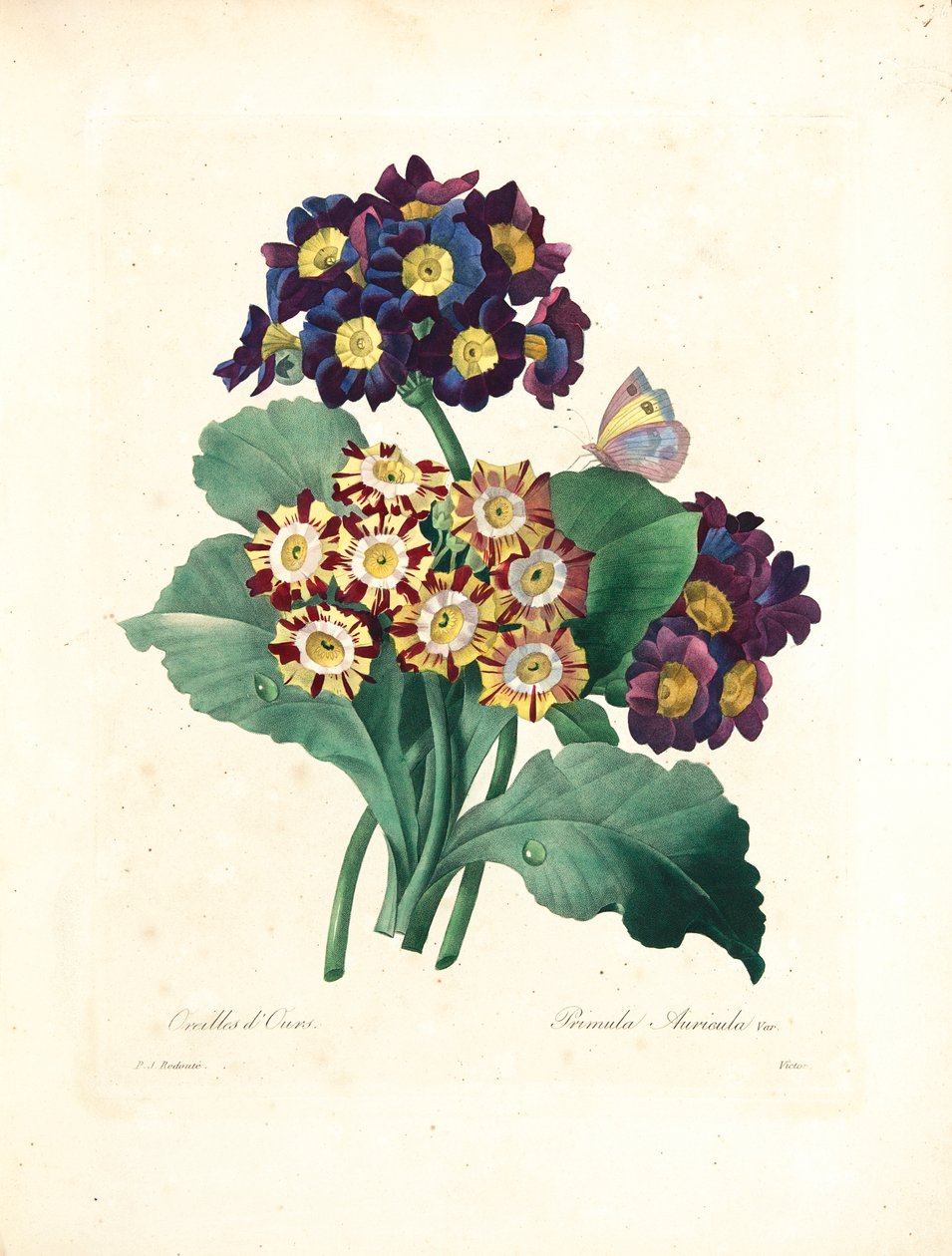 Ucho niedźwiedzia, grawerowane przez Victora, z „Wybór najpiękniejszych kwiatów i najpiękniejszych owoców”, tom. I, 1827-33 autorstwa Pierre Joseph Redouté