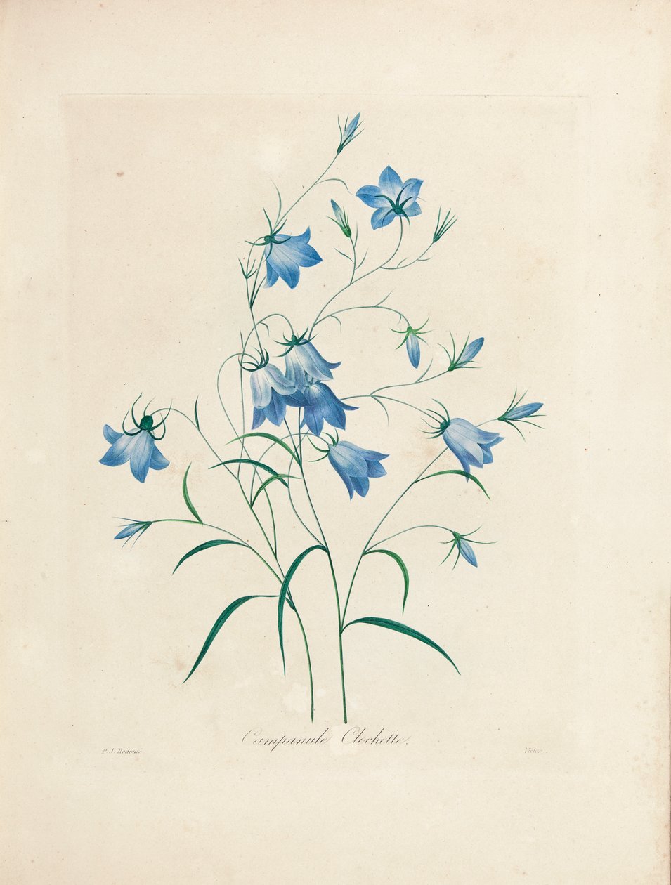 Bluebells, z „Wybór najpiękniejszych kwiatów i najpiękniejszych owoców”, 1827-33 autorstwa Pierre Joseph Redouté