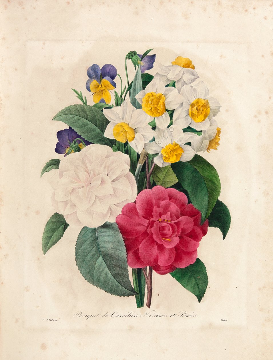 Bukiet kamelii, narcyzów i bratków grawerowanych przez Victora, z „Wybór najpiękniejszych kwiatów i najpiękniejszych owoców”, t. I, 1827-33 autorstwa Pierre Joseph Redouté