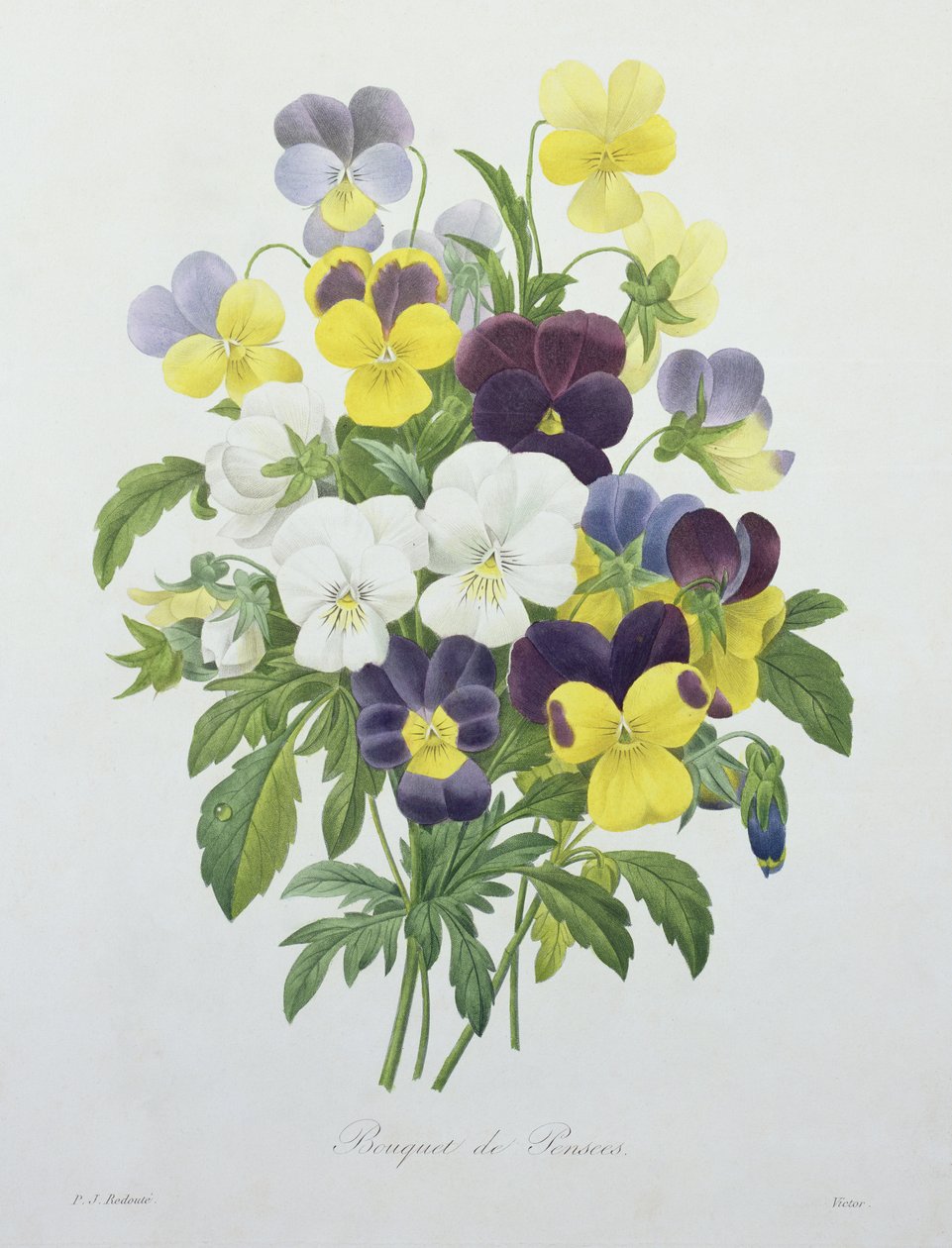 Bukiet bratków, wygrawerowany przez Victora, z "Choix des Plus Belles Fleurs", 1827 autorstwa Pierre Joseph Redouté