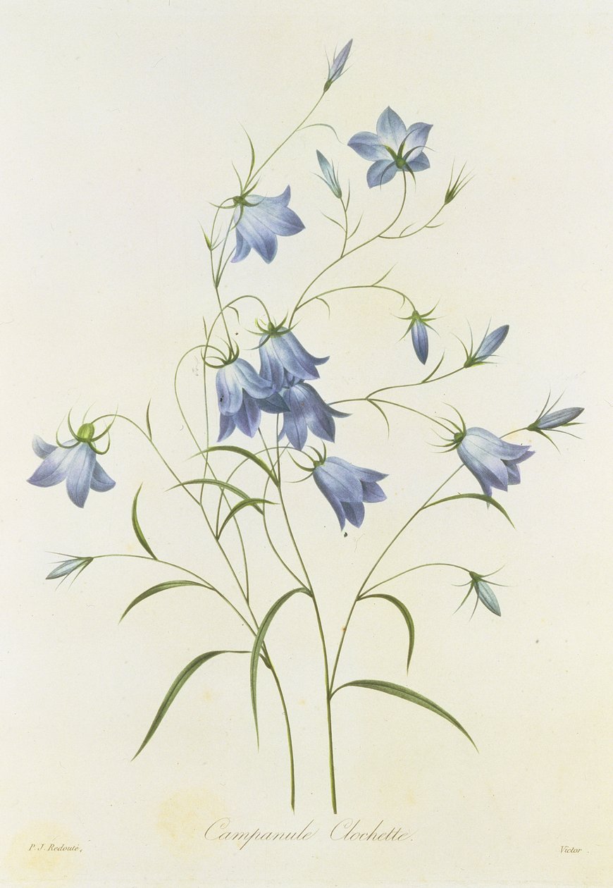 Dzwonek, grawerowany przez Victora, z „Wybór najpiękniejszych kwiatów”, 1827-33 autorstwa Pierre Joseph Redouté