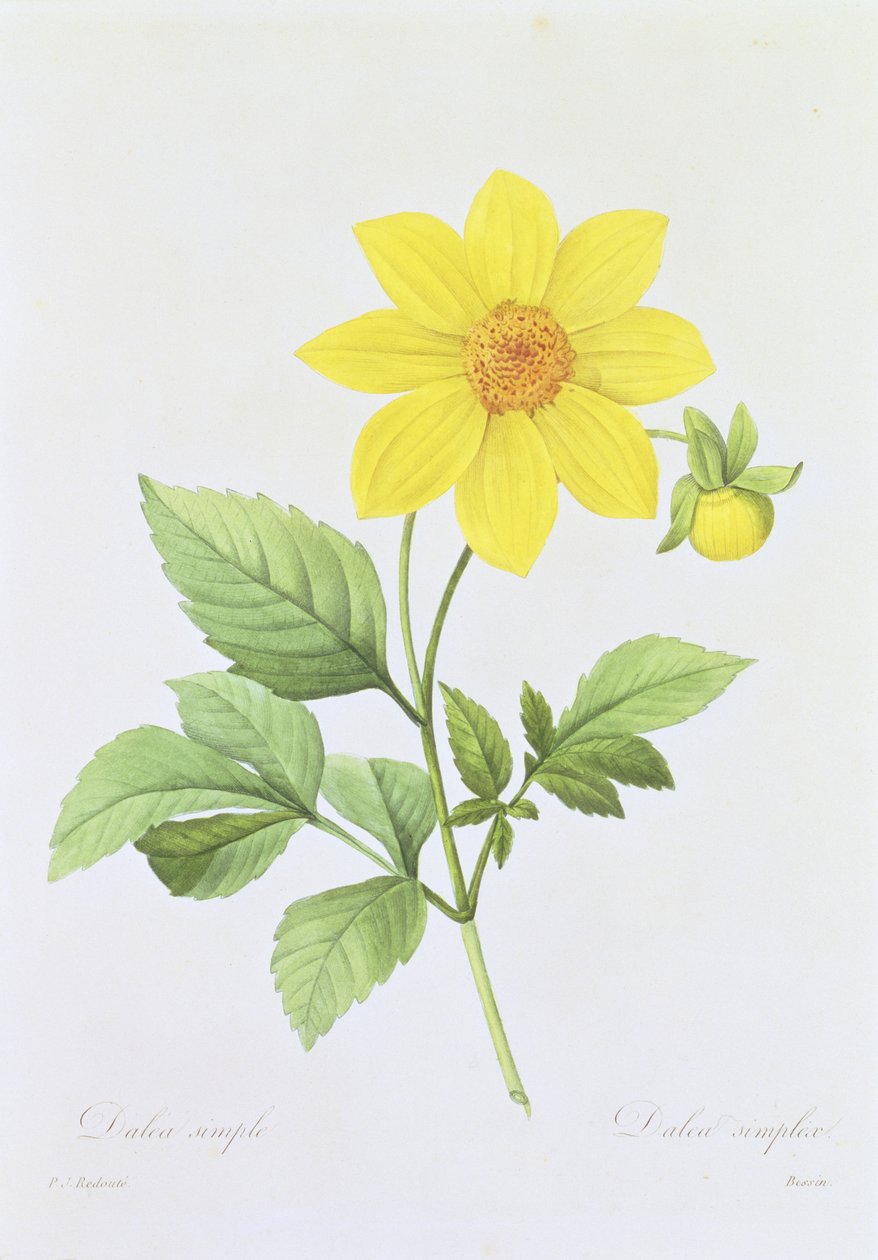 Dalea simplex, grawerowane przez Bessina, z „Wybór najpiękniejszych kwiatów”, 1827-33 autorstwa Pierre Joseph Redouté