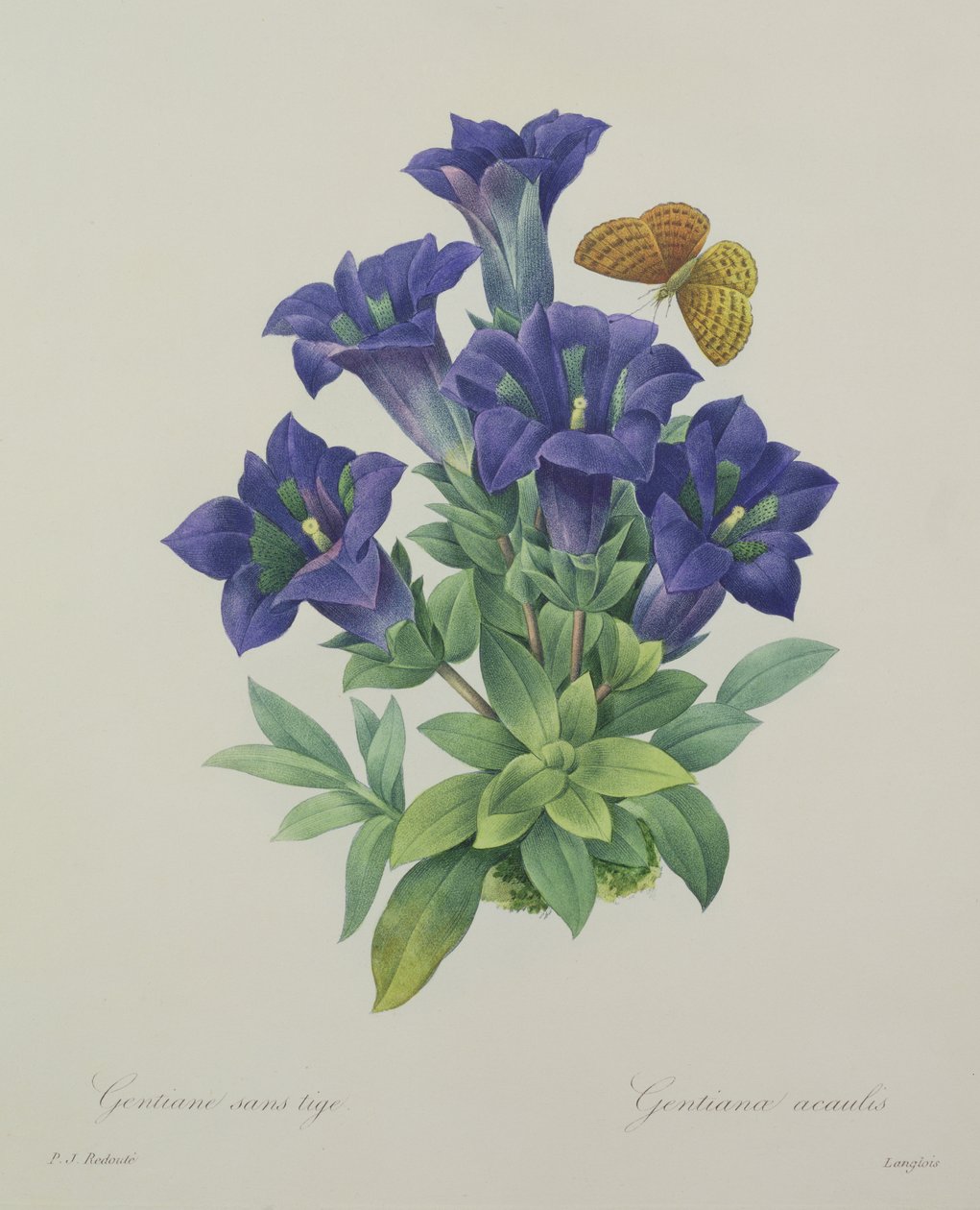 Gentiana acaulis (goryczka trąbkowa), rytowane przez Langlois, z „Wybór najpiękniejszych kwiatów”, 1827 autorstwa Pierre Joseph Redouté