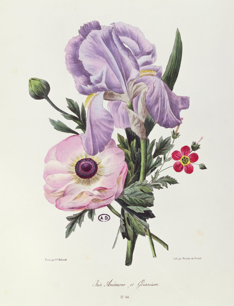 Irys, Anemone i Geranium, rytowane przez Pointel du Portail, ok. 1830 autorstwa Pierre Joseph Redouté