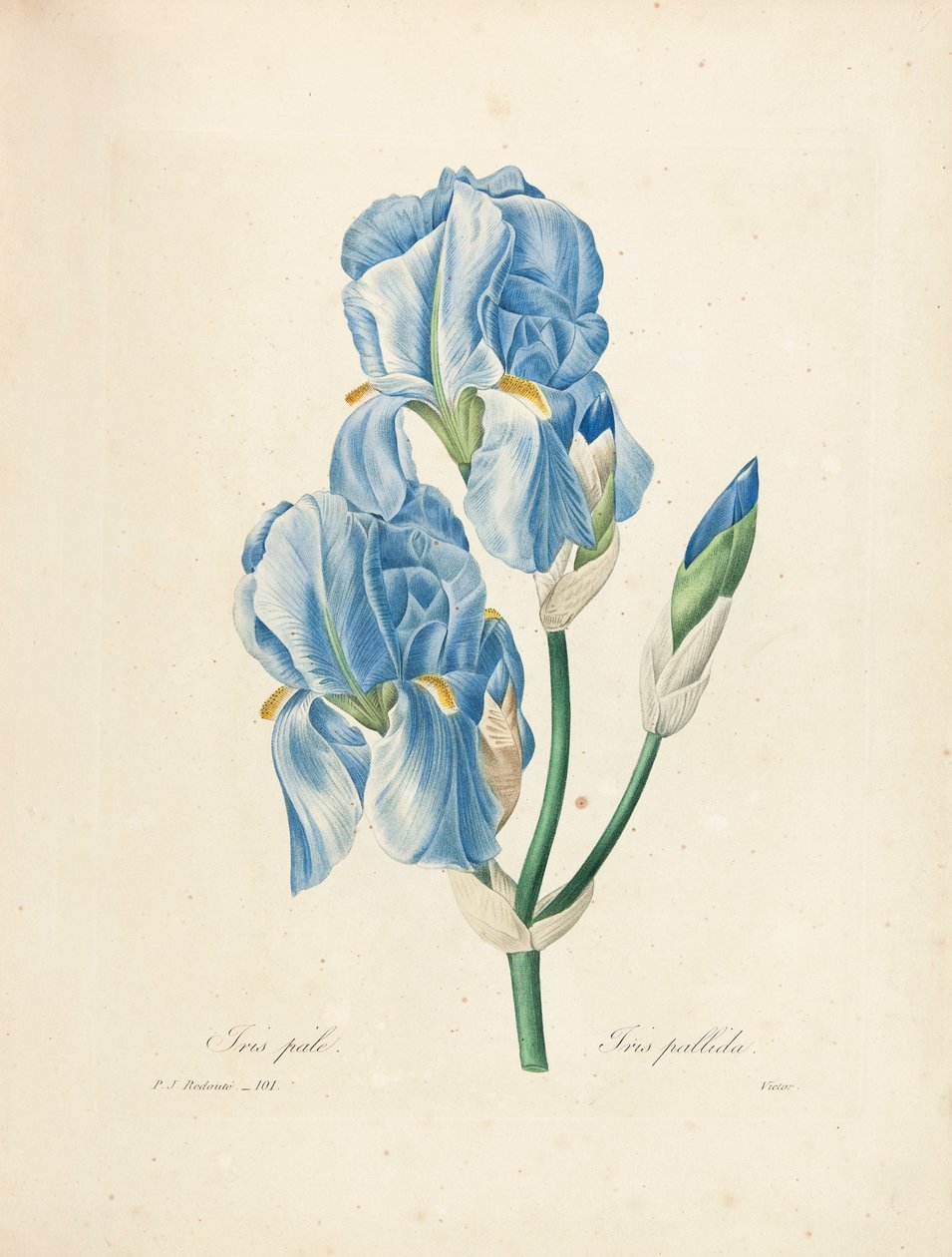 Iris Pallida, grawerowana przez Victora, z „Wybór najpiękniejszych kwiatów i najpiękniejszych owoców”, tom. II, 1827-33 autorstwa Pierre Joseph Redouté