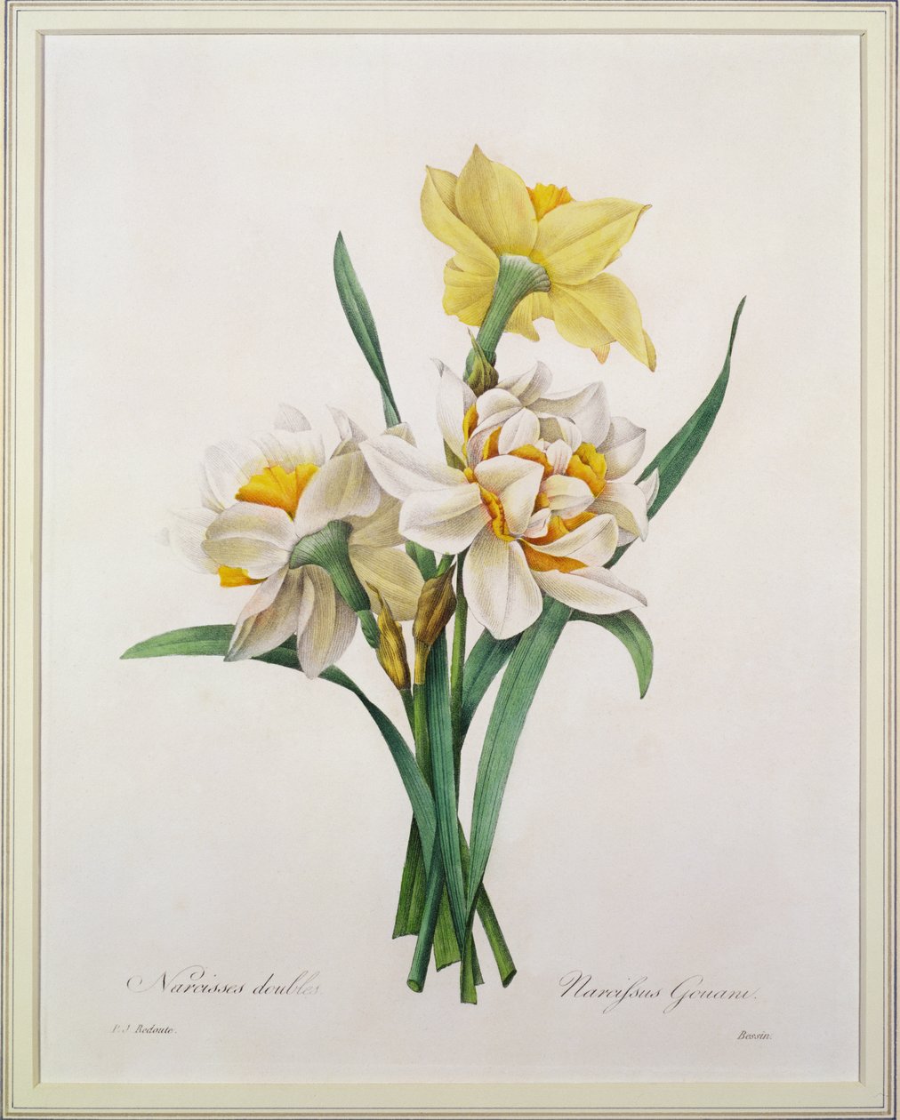 Narcissus gouani (podwójny żonkil), grawerowany przez Bessina, z „Wybór najpiękniejszych kwiatów”, 1827 autorstwa Pierre Joseph Redouté