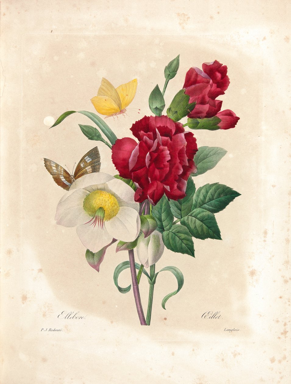 Oeillet, grawerowane przez Langlois, z „Wybór najpiękniejszych kwiatów i najpiękniejszych owoców”, t. I, 1827-33 autorstwa Pierre Joseph Redouté