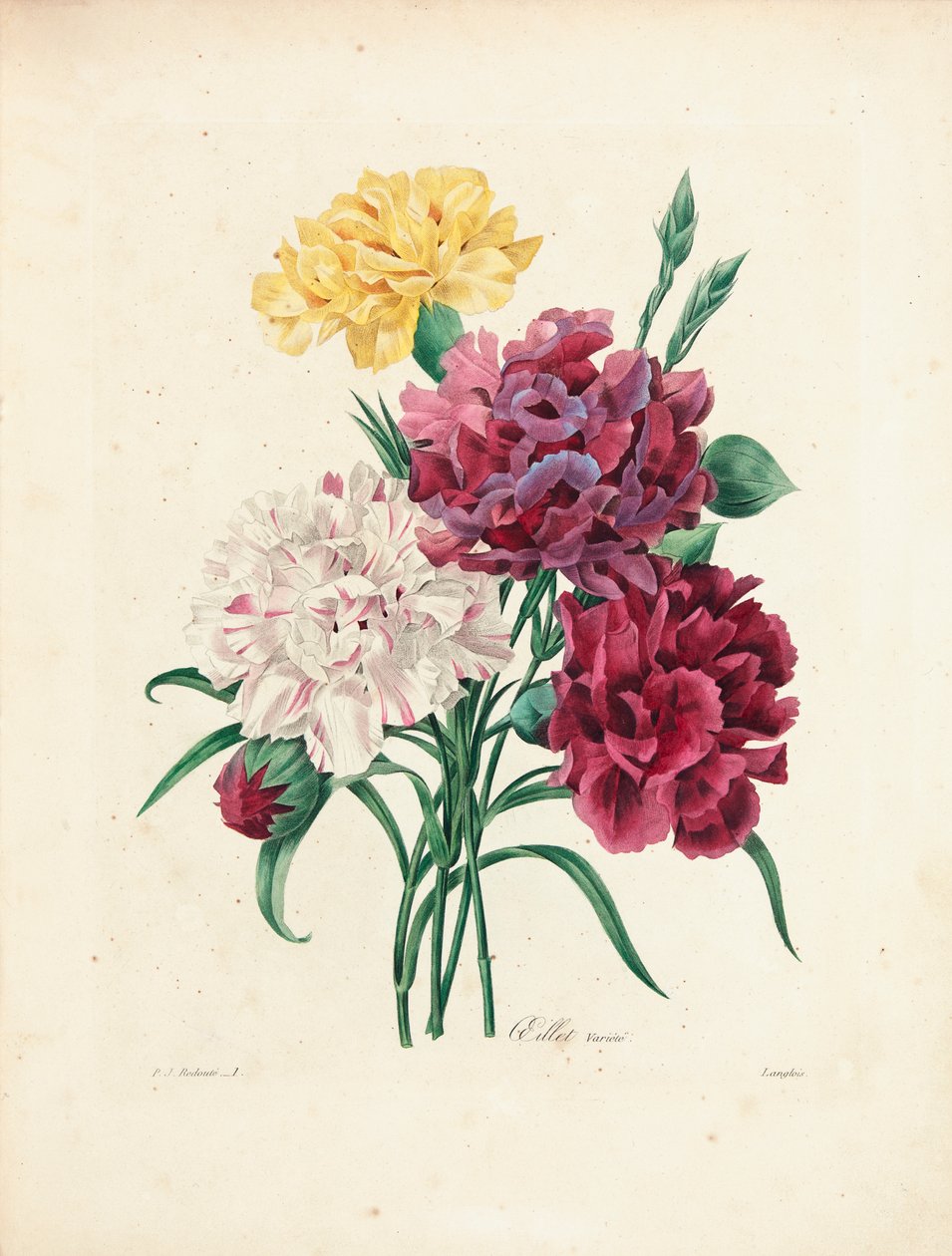 Goździki, grawerowane przez Langlois, z „Wybór najpiękniejszych kwiatów i najpiękniejszych owoców”, t. I, 1827-33 autorstwa Pierre Joseph Redouté