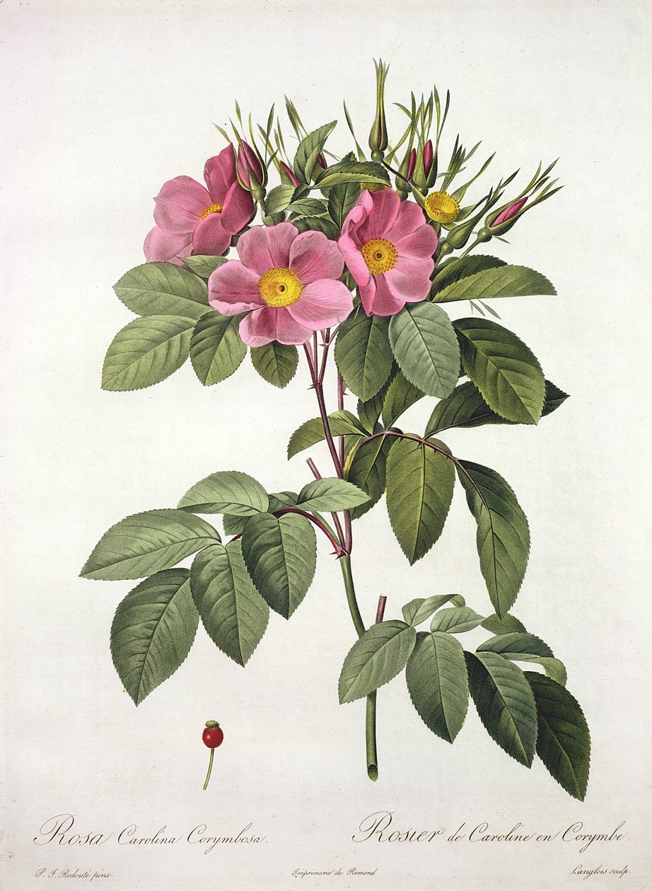 Rosa Carolina Corymbosa, grawerowane przez Langlois, z „Les Roses”, 1817-24 (kolorowa akwatinta) autorstwa Pierre Joseph Redouté