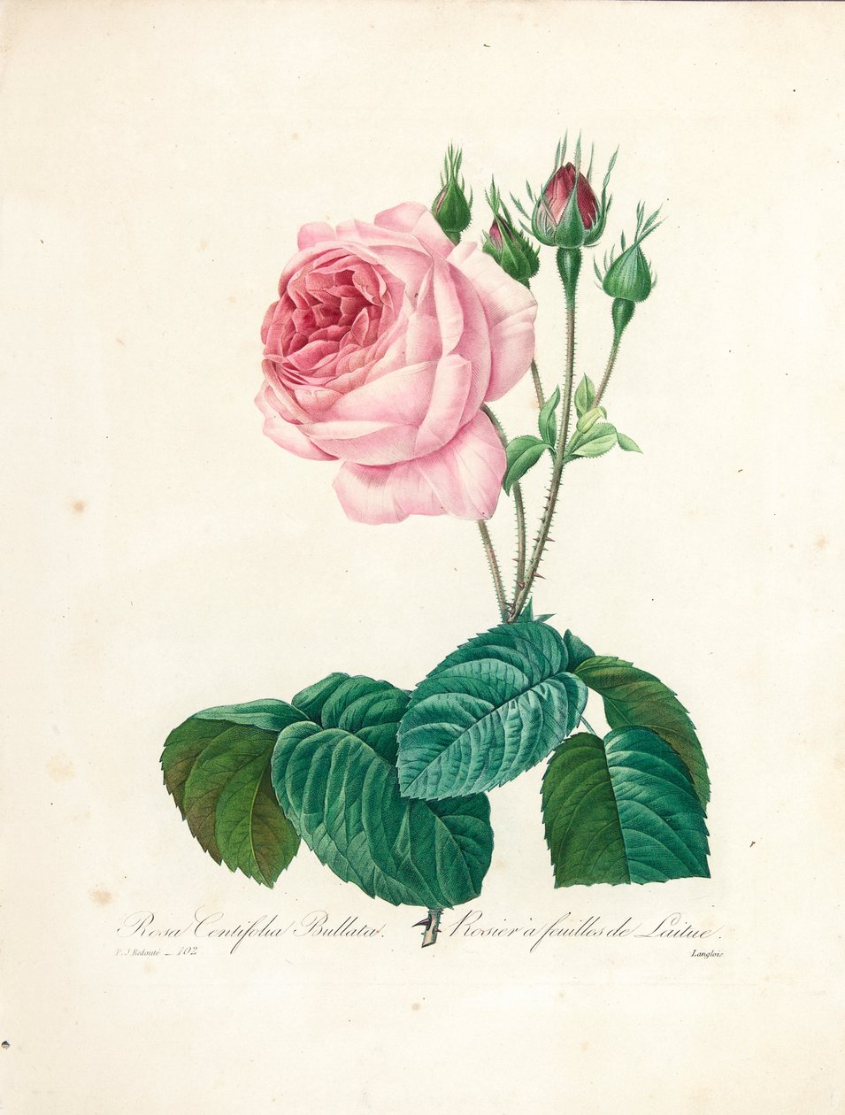 Rosa Centifolia Bullata, grawerowana przez Langlois, z „Wybór najpiękniejszych kwiatów i najpiękniejszych owoców”, tom. I, 1827-33 autorstwa Pierre Joseph Redouté