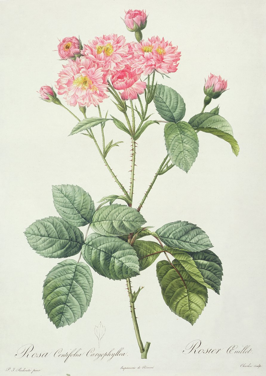 Rosa Centifolia Caryophyllea, wyryta przez Charlina, wydana przez Remonda autorstwa Pierre Joseph Redouté