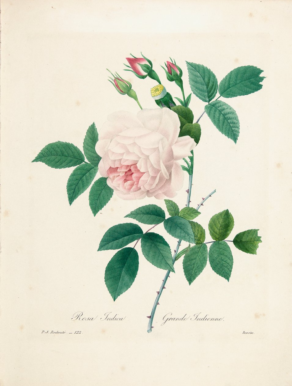 Rosa Indica, grawerowane przez Bessina, z „Wybór najpiękniejszych kwiatów i najpiękniejszych owoców”, t. I, 1827-33 autorstwa Pierre Joseph Redouté