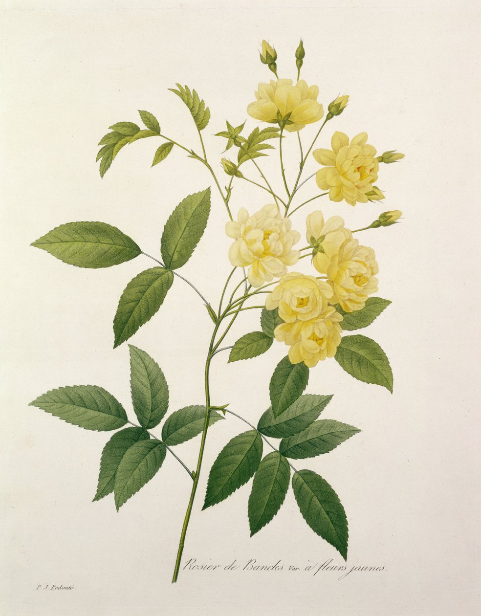 Rosa banksiae (Róża Banksa), z „Wybór najpiękniejszych kwiatów”, 1827 autorstwa Pierre Joseph Redouté
