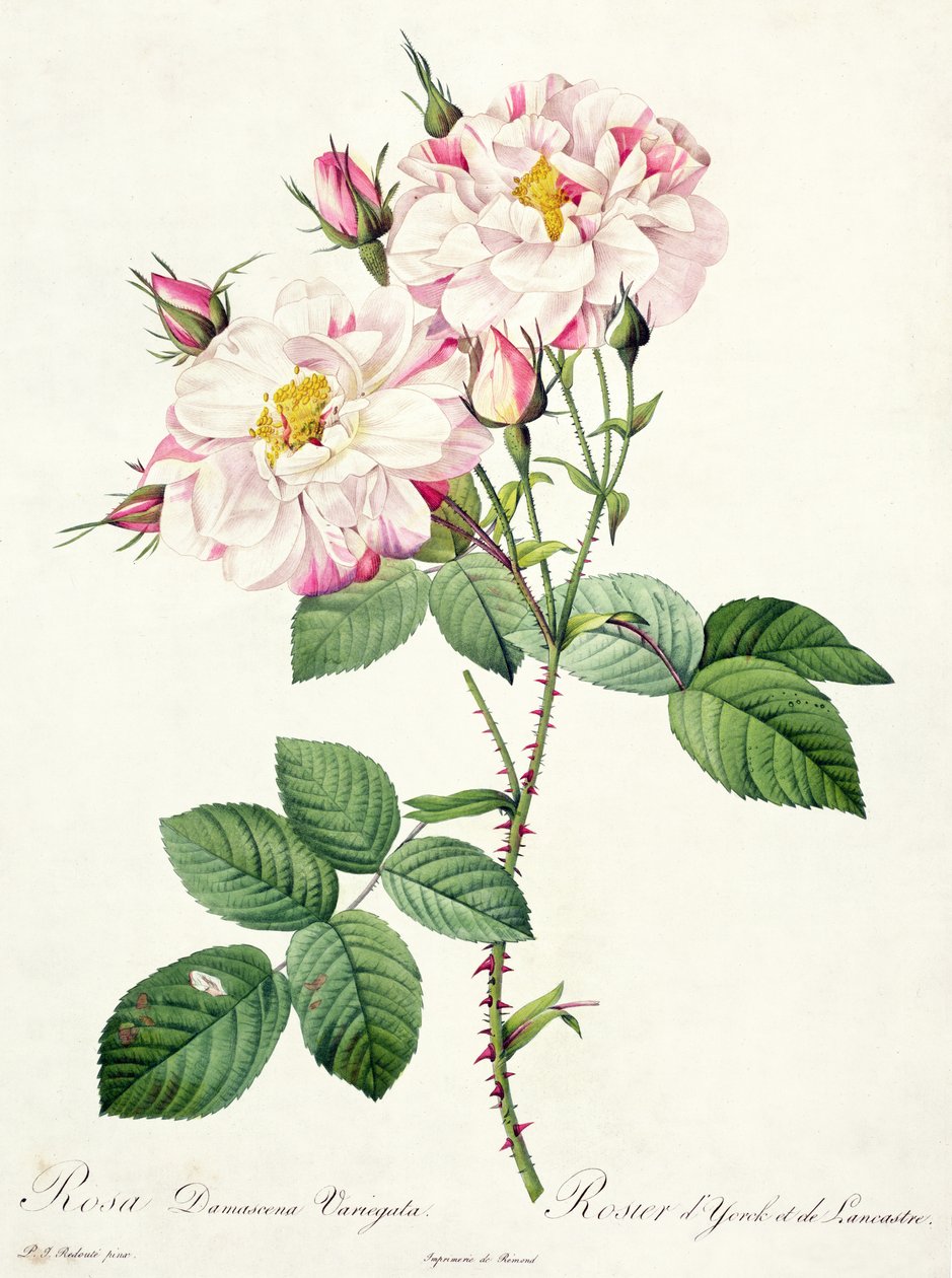 Rosa damascena variegata (róża York i Lancaster), grawerowane przez Bessina, z „Les Roses”, 1817-24 (kolorowa akwatinta) autorstwa Pierre Joseph Redouté