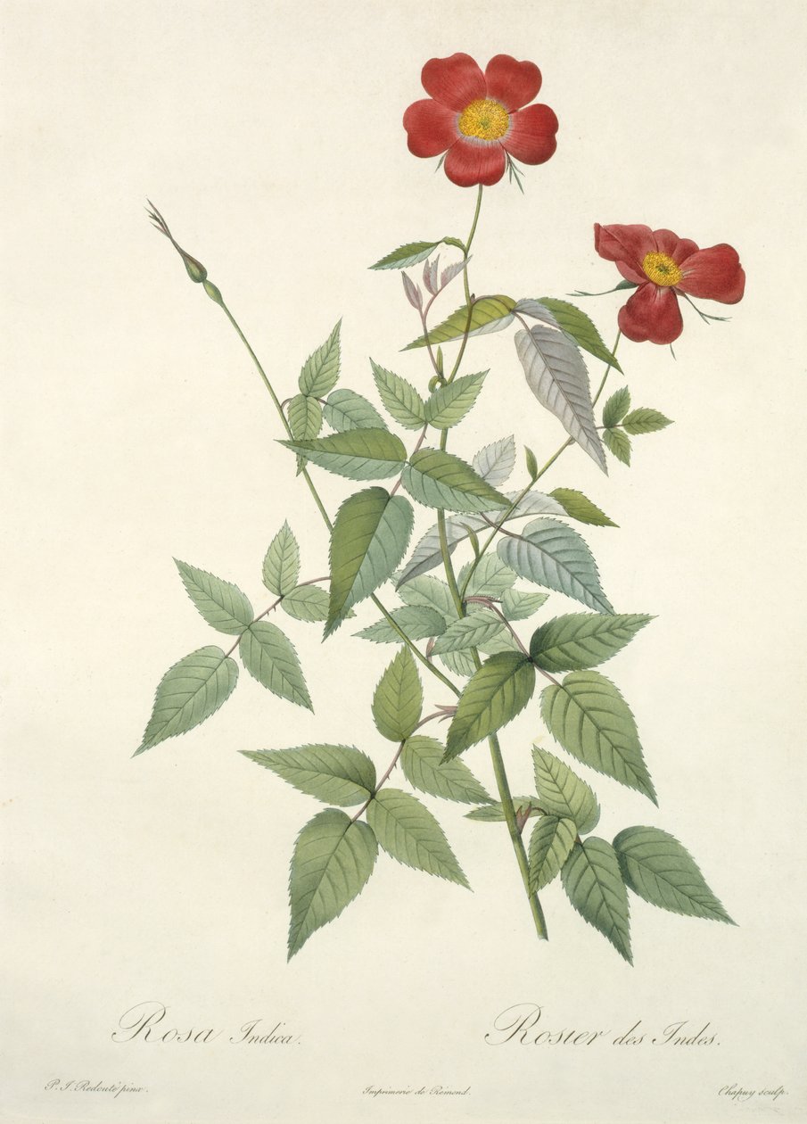 Rosa indica, grawerowane przez Chapuy, z „Les Roses”, 1817-24 (kolorowa akwatinta) autorstwa Pierre Joseph Redouté