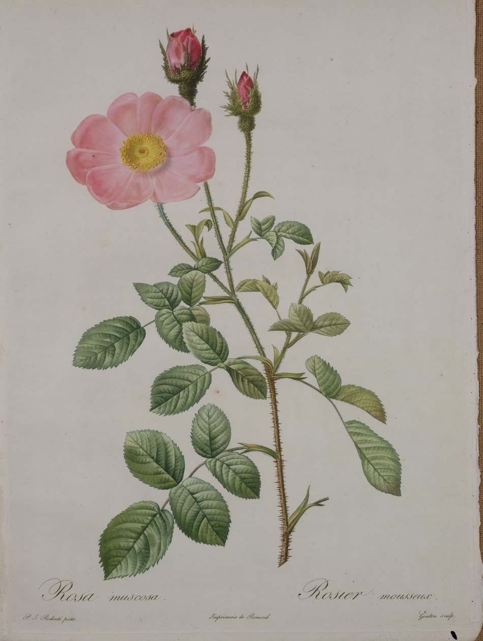 Rosa muscosa (róża mchu), rytowana przez Goutena, z „Les Roses”, 1817-24 (kolorowa akwatinta) autorstwa Pierre Joseph Redouté