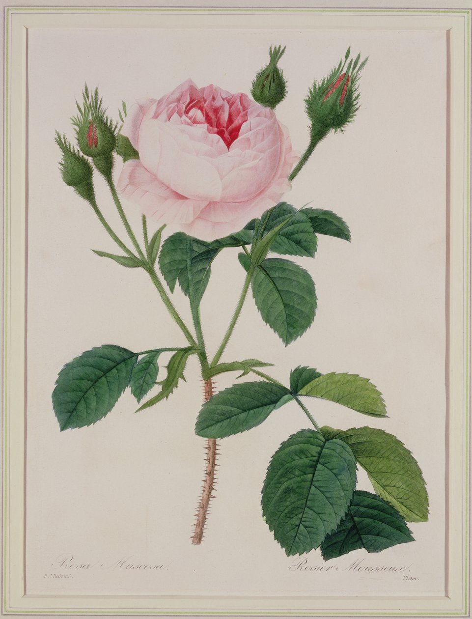 Rosa muscosa (róża mszysta), wyryta przez Victora, z "Choix des Plus Belles Fleurs", 1827 r. autorstwa Pierre Joseph Redouté