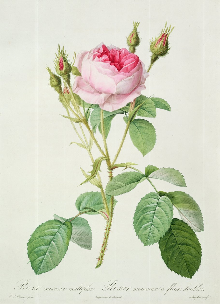 Rosa muscosa multiplex (podwójna róża z mchu), grawerowana przez Langlois, z „Les Roses”, 1817-24 (kolorowa akwatinta) autorstwa Pierre Joseph Redouté