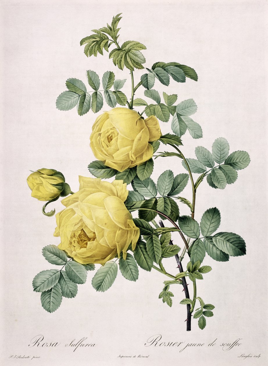 Rosa sulfurea, grawerowana przez Langlois, z „Les Roses”, 1817-24 (kolorowa akwatinta) autorstwa Pierre Joseph Redouté