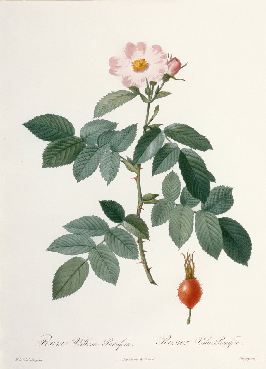 Rosa villosa, pomifera (róża jabłkowa), rytowana przez Chapuy