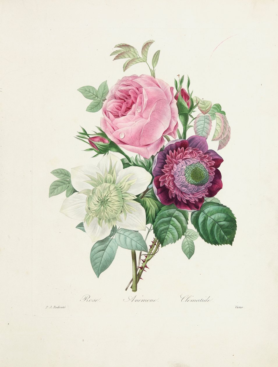 Róża, zawilec i powojnik, wyryte przez Victora, z "Choix des Plus Belles Fleurs et des Plus Beaux Fruits", 1827-33. autorstwa Pierre Joseph Redouté