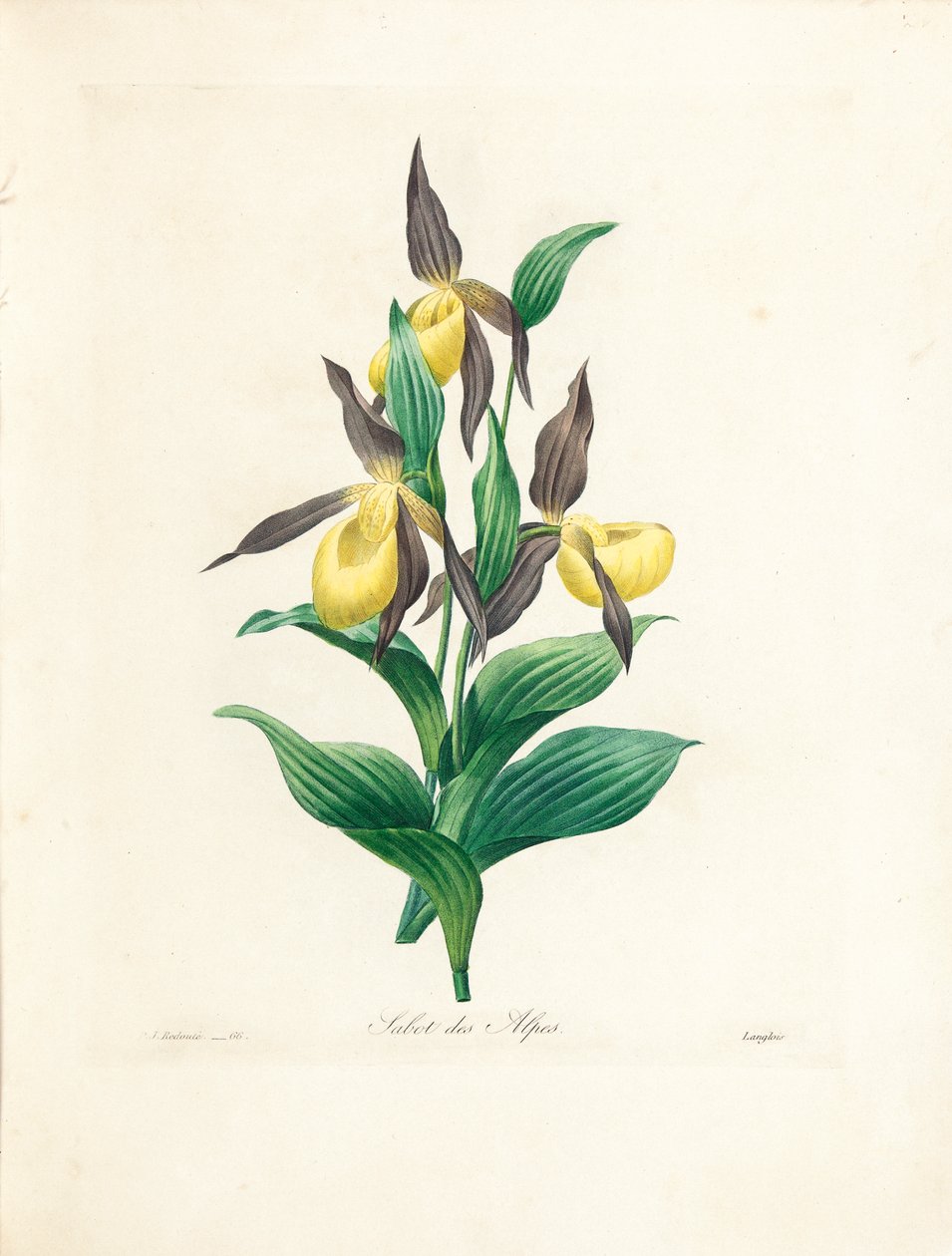 Sabot des Alpes, wyryty przez Langlois, z "Choix des Plus Belles Fleurs et des Plus Beaux Fruits", tom II, 1827-33 autorstwa Pierre Joseph Redouté