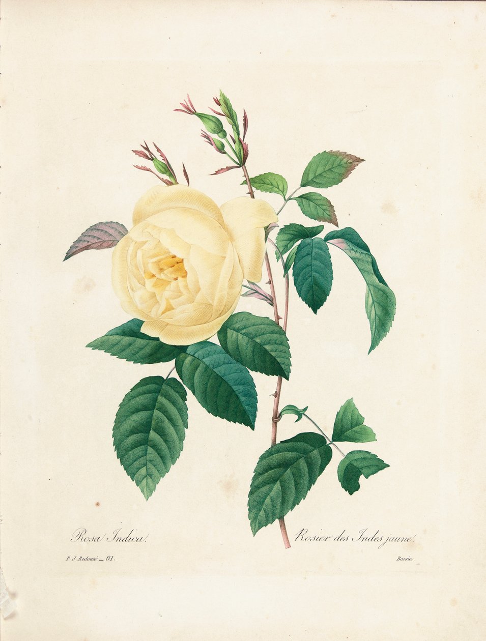 Żółta Rosa Indica, grawerowana przez Bessina, z „Wybór najpiękniejszych kwiatów i najpiękniejszych owoców”, tom. I, 1827-33 autorstwa Pierre Joseph Redouté
