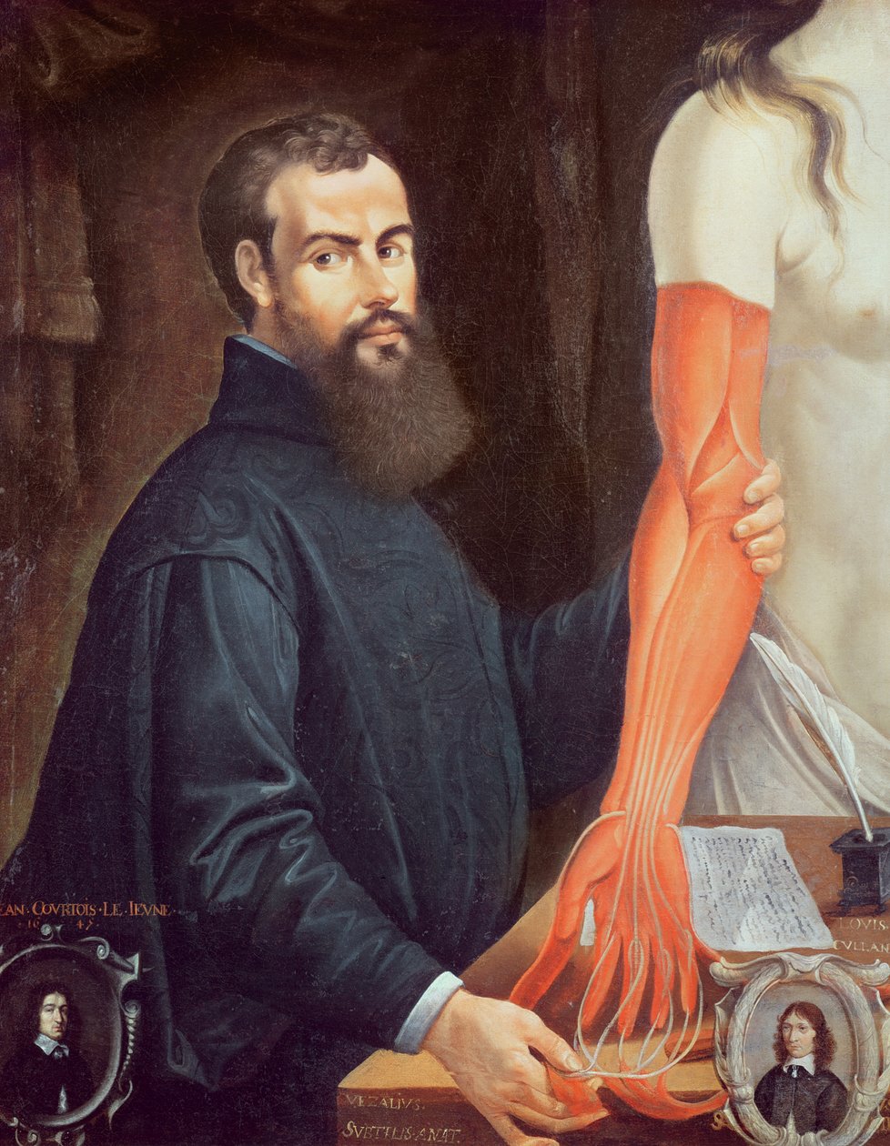 Andreas Vesalius (1514-64) autorstwa Pierre Poncet