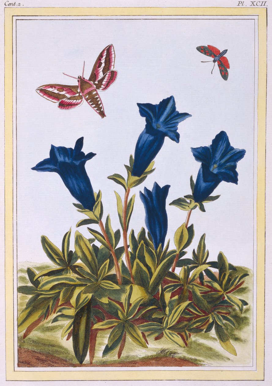 Niebieska goryczka (kwiat trąbki), ok. 1776 (ręcznie barwiony grawerunek) autorstwa Pierre Joseph Buchoz