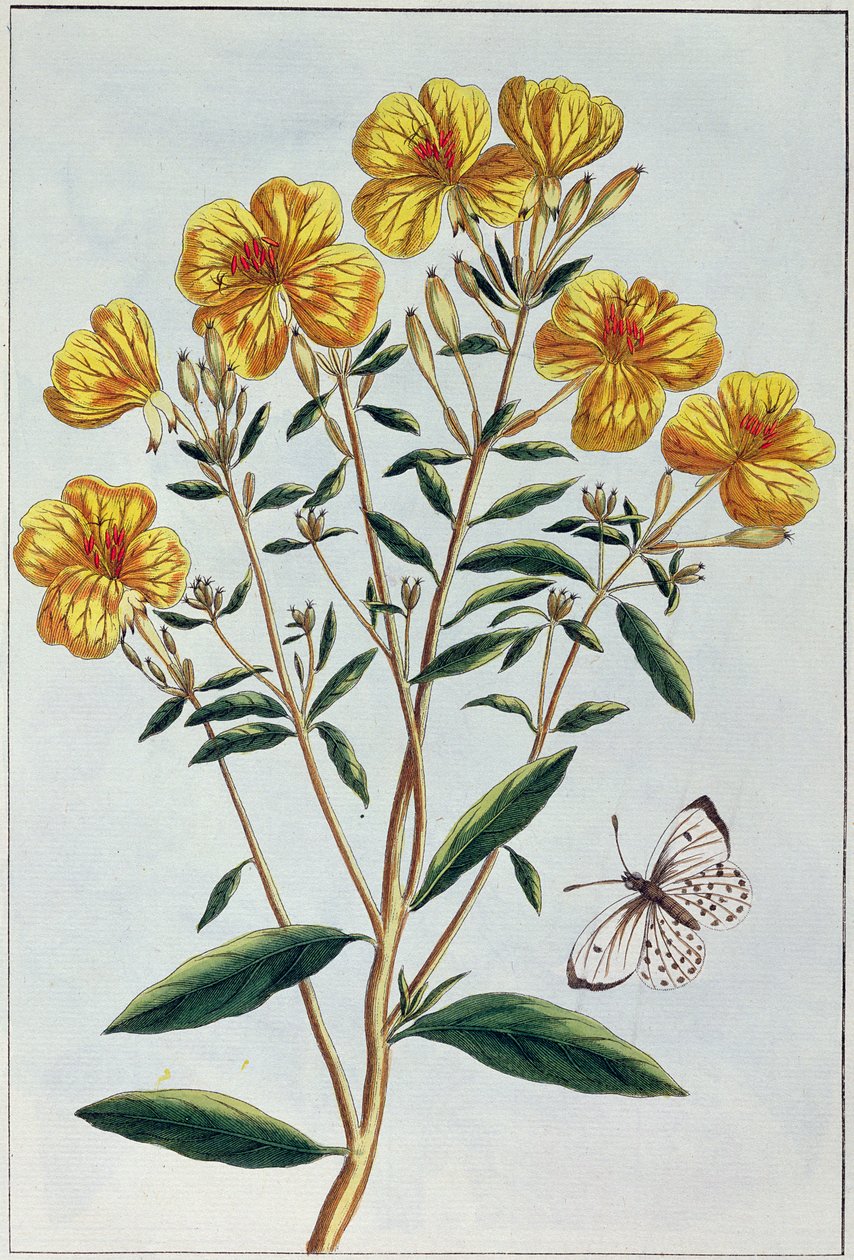 Wiesiołek, płyta 73 z „Collection Precieuse et Enluminee”, część II (kolorystyka) autorstwa Pierre Joseph Buchoz